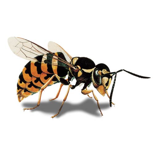 Gemeine Wespe