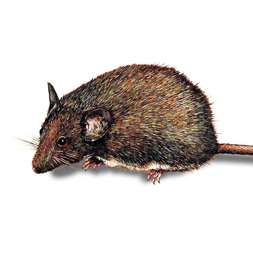 Hausmaus