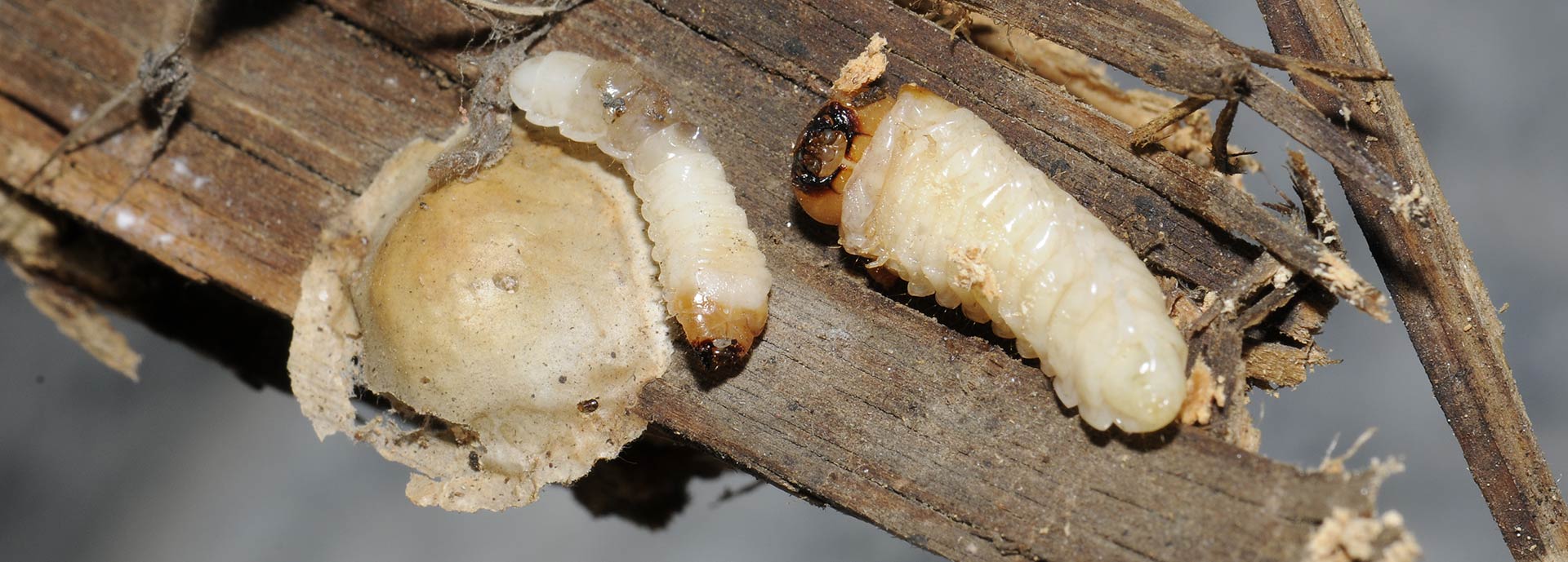 Holzwurm- & Hausbockbekämpfung