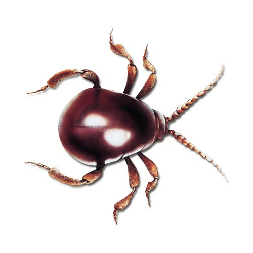 Kugelkäfer