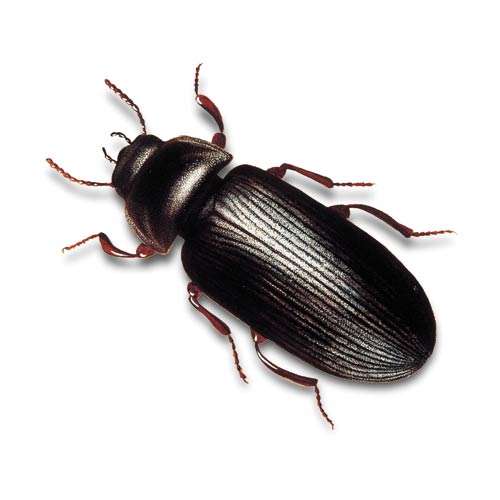 Mehlkäfer
