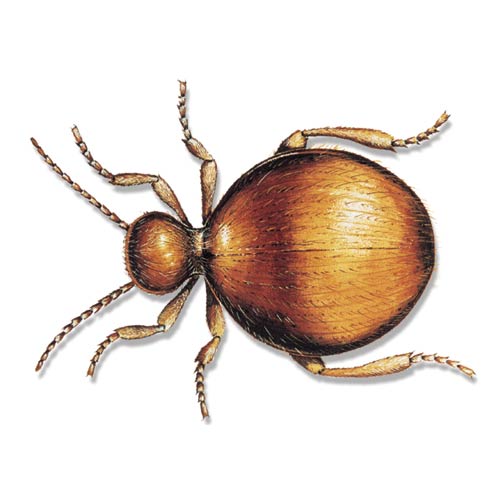 Messingkäfer